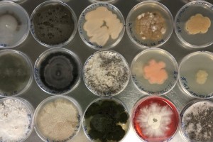 Petri dish 7